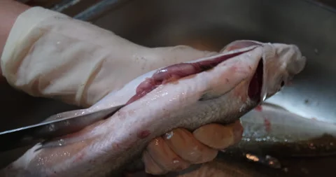 Cleaning fish in close-up Stock Footage 265273956
