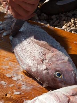Cleaning fish dentex 스톡 사진