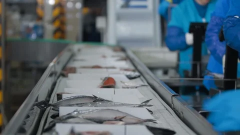 Cleaning Fish at the fish factory, Fish Farm factory. Cleaning sea fishes with Stock Footage 121027992