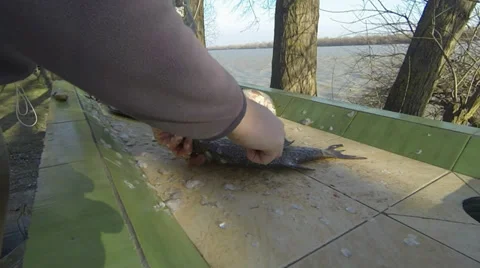 Cleaning fish Video stock 36282533