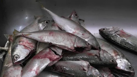 Cleaning Fish Stock Footage 127422255