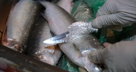 Cleaning fish Stock Footage 263495498