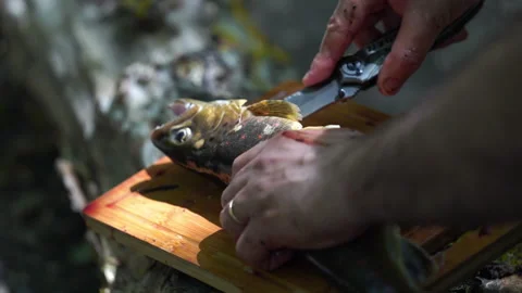 Cleaning a Fish Video stock 313342379