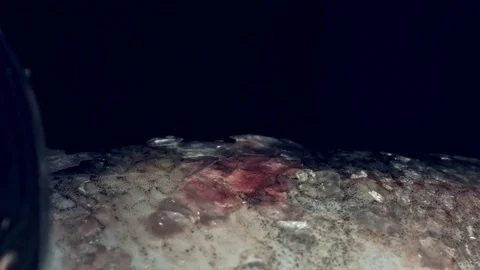 Cleaning fish with a knife. Macro. Stock Footage 80238658