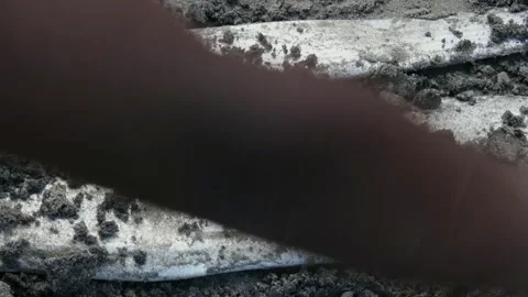 CLEANING FISH WITH SANDS Stock Footage 161401137