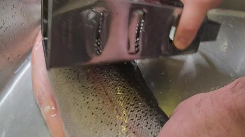 Cleaning fish using a simple method in the kitchen sink Stock Footage 335644610
