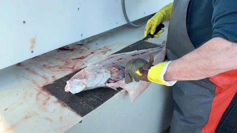 Cleaning fish on a work table by a person wearing gloves in a fishing area  Stock Footage 337860643
