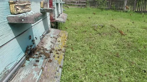 Cleaning flyby of bees in the summer at the apiary Video stock 139825718