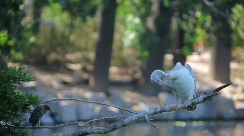 Cleaning Stock Footage 459297