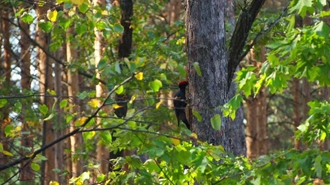 Cleaning of forest trees from parasites. Bird - male Black Woodpecker Video stock 164495096