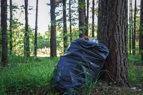 Cleaning up forests from plastic pollution, garbage bag under tree, no people Stock-Fotos