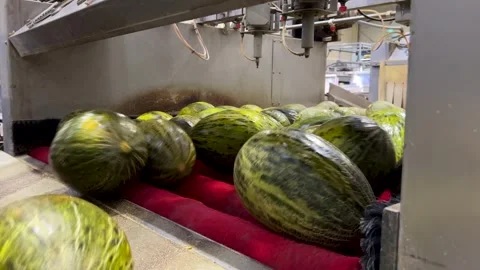 Cleaning fresh and tasty melon in a factory Stock Footage 314398564