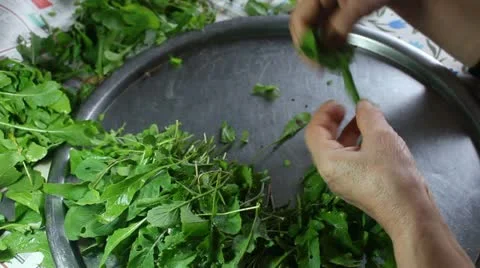 Cleaning Fresh Arugulas Stock Footage 22037792