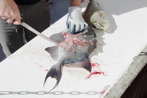 Cleaning fresh caught fish Stock Photos