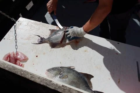 Cleaning fresh caught fish Stock Photos