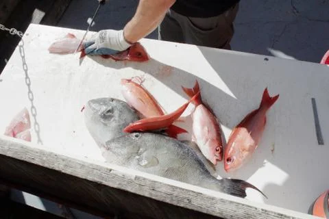 Cleaning fresh caught fish Stock Photos