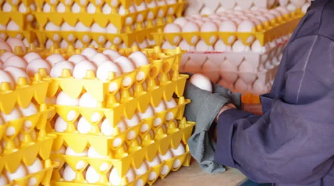 Cleaning fresh eggs Video stock 39845167