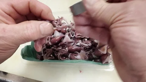 Cleaning Fresh Firefly Squid by Hand in a Japanese Izakaya Kitchen Japan Stock Footage 340138979