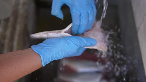 Cleaning fresh fish. Stock Footage 310958655