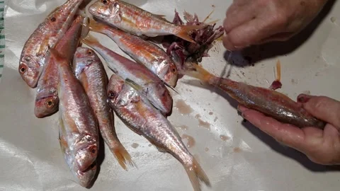 Cleaning Fresh Red Mullets on Kitchen Counter – Seafood Preparation Close-Up Stock Footage 322903672