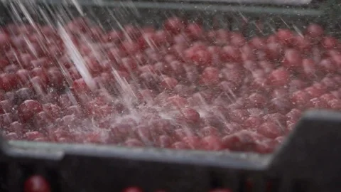 Cleaning Fruits Stock Footage 121979430