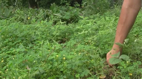 Cleaning garden Stockbeeldmateriaal 10749986