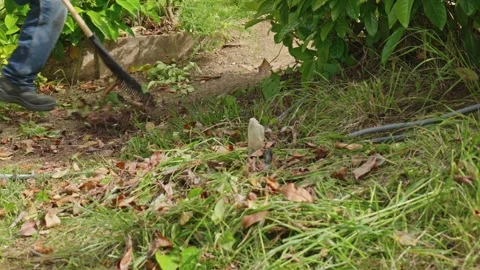 Cleaning Garden Grass with Rake During Yard Maintenance Stock Footage 337308519