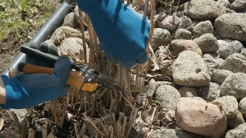 Cleaning Garden in Spring with Pruner, Grasses, Side View, 4k Vídeo Stock 108408549