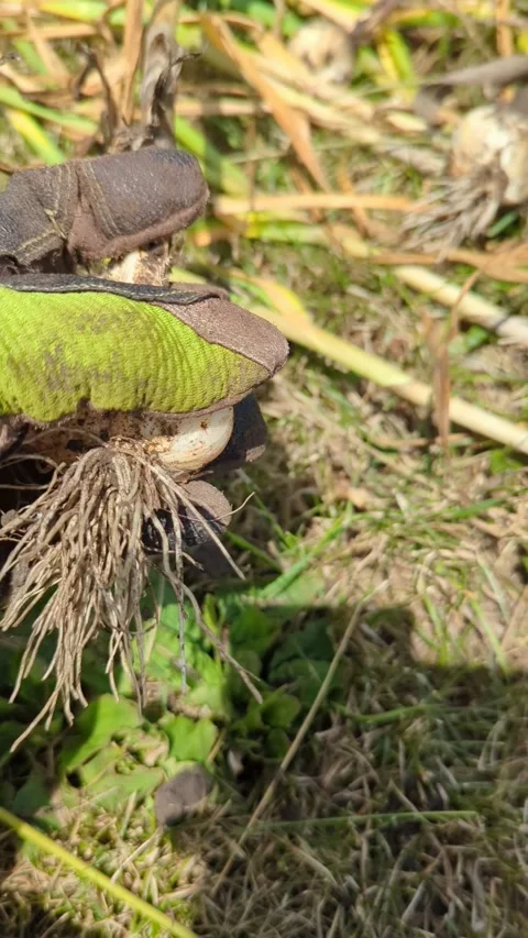 Cleaning up a garlic bulb Stock Footage 304883677