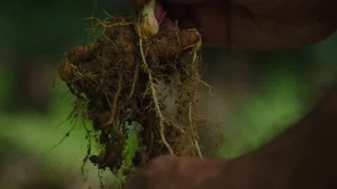 Cleaning ginger roots Video stock 288235768