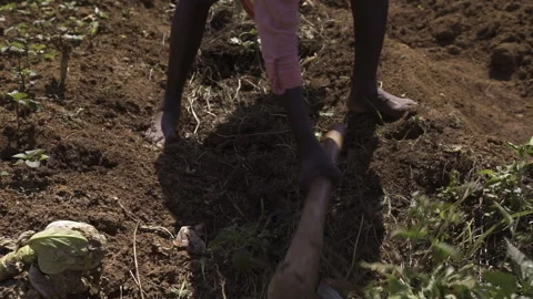 Cleaning Grass With Hoe. Removing Weed. Cameroon, Africa Stock Footage 258244643