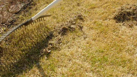 Cleaning up the grass with a rake. Aerating and scarifying the lawn Stock Footage 127967427