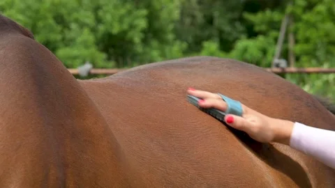 Cleaning the horse Stock Footage 275825391