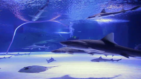 Cleaning huge aquarium. Stock Footage 49441889