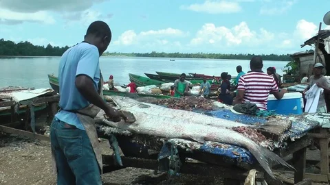 Cleaning huge barracuda fish Stock Footage 81472887