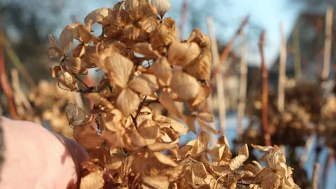 Cleaning hydrangea bushes. Video stock 326676846