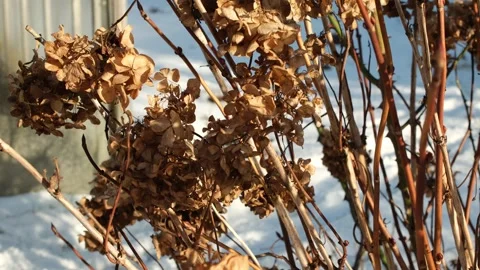 Cleaning hydrangea bushes. Video stock 326677826
