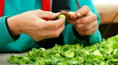 Cleaning kale Stock-Footage 46773960