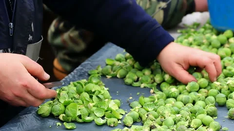 Cleaning kale Video stock 46774535