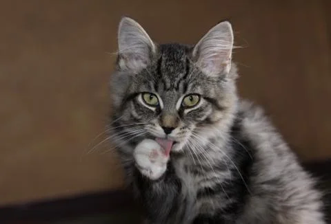 Cleaning kitten Stock Photos