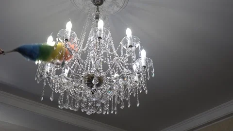 Cleaning lady dusting chandelier with feather duster Stock Footage 102320522