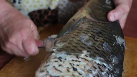 Cleaning a large carp Stock Footage 77076095