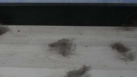 Cleaning a large chunk of dust on the floor of a room. Stock Footage 127850594