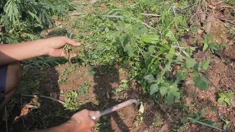 Cleaning the lawn Vídeo Stock 287076113