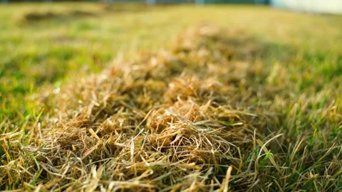Cleaning lawns in spring from dead dry grass, close-up Stock Footage 310251252