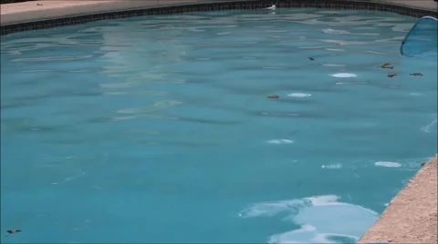Cleaning leave out of pool. Stock Footage 51677734