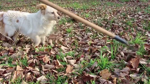 Cleaning leaves with dog Stock Footage 83045457