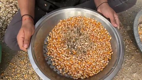 Cleaning Maize Grains by Hand Using Sieve to Remove Dirt and Husk Видео 319977984