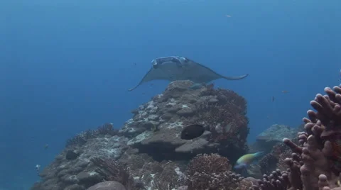 Cleaning Manta Rays Stock Footage 52823421