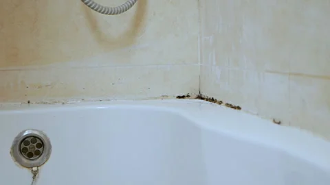 Cleaning mold and rust grow in tile joints in a humid, poorly ventilated Vídeo Stock 119589018